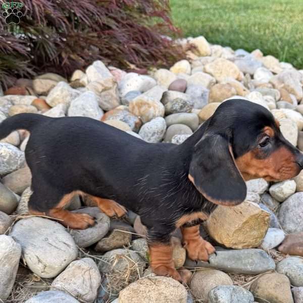 Sandy, Dachshund Puppy